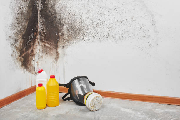 Best Home Mold Removal  in Eudora, AR