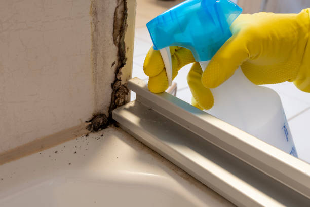 Best Affordable Mold Removal  in Eudora, AR
