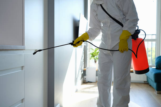 Best Best Mold Removal Companies  in Eudora, AR