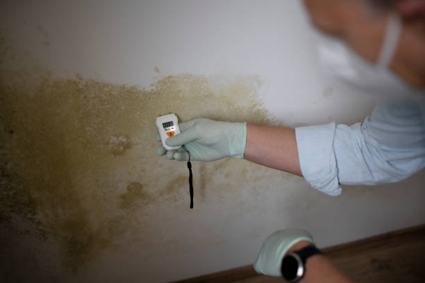 Best Residential Mold Removal  in Eudora, AR