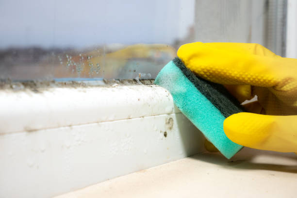 Best Crawl Space Mold Removal  in Eudora, AR