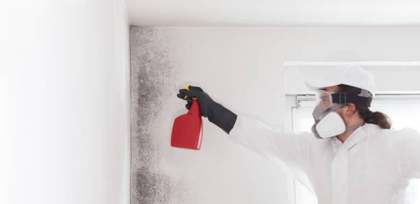 Best Same-Day Mold Removal  in Eudora, AR