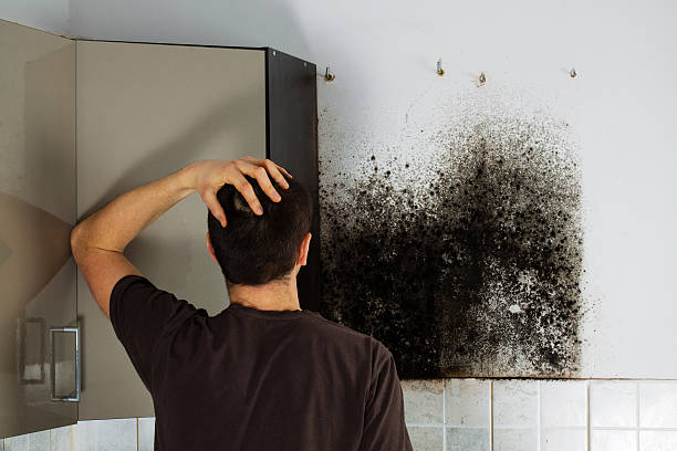 Professional Mold Removal in Eudora, AR